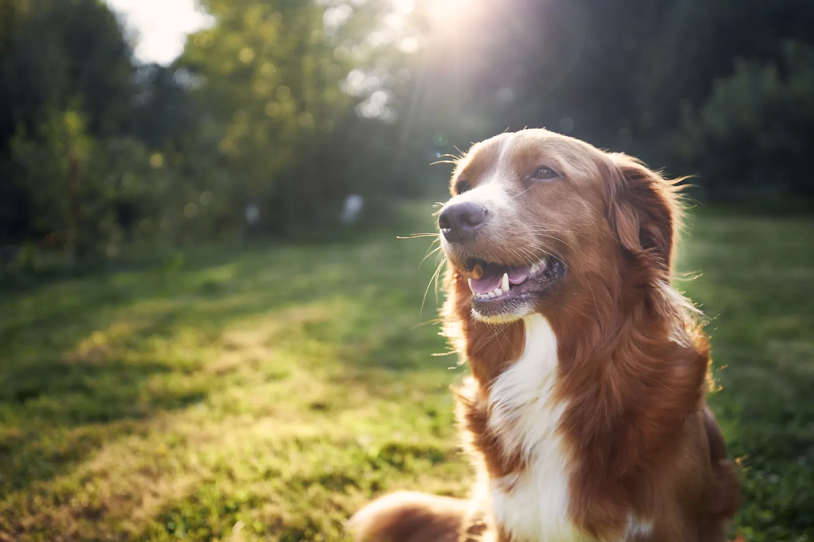A retriever sitting in the grass at golden hour