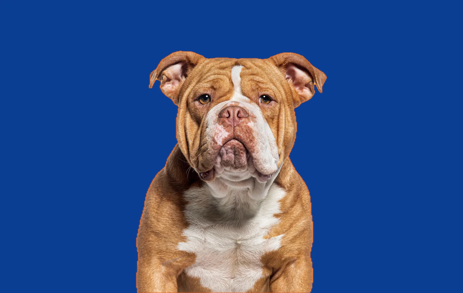 An English bulldog looking straight at the camera
