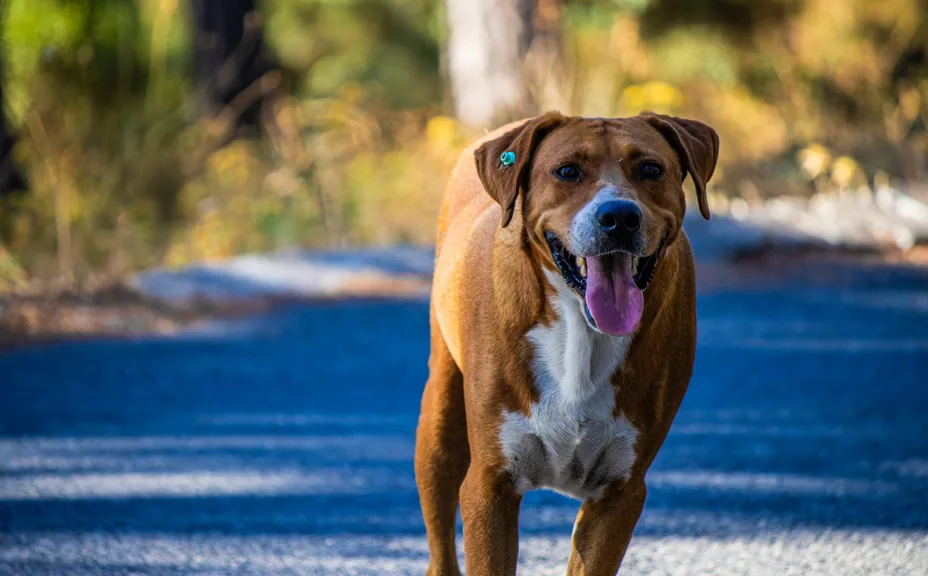 A brown dog walking down a sunlit path, relaxed and comfortable