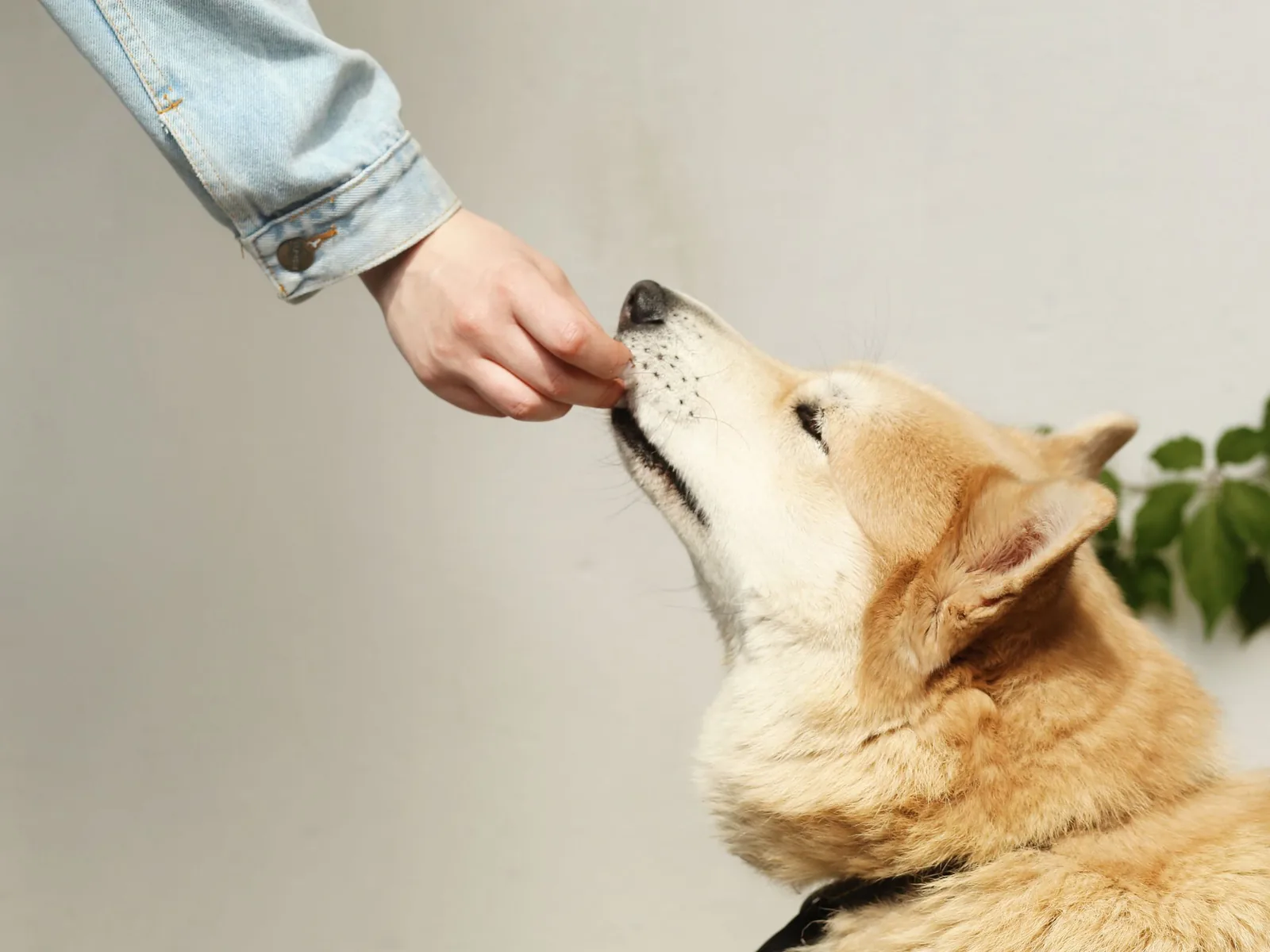 A shiba inu gently taking a soft chew from its owner's hand