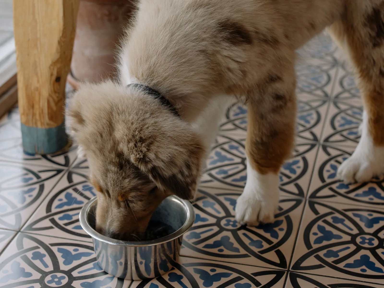 A puppy eating dry food from a steel bowl on a tiled kitchen floor