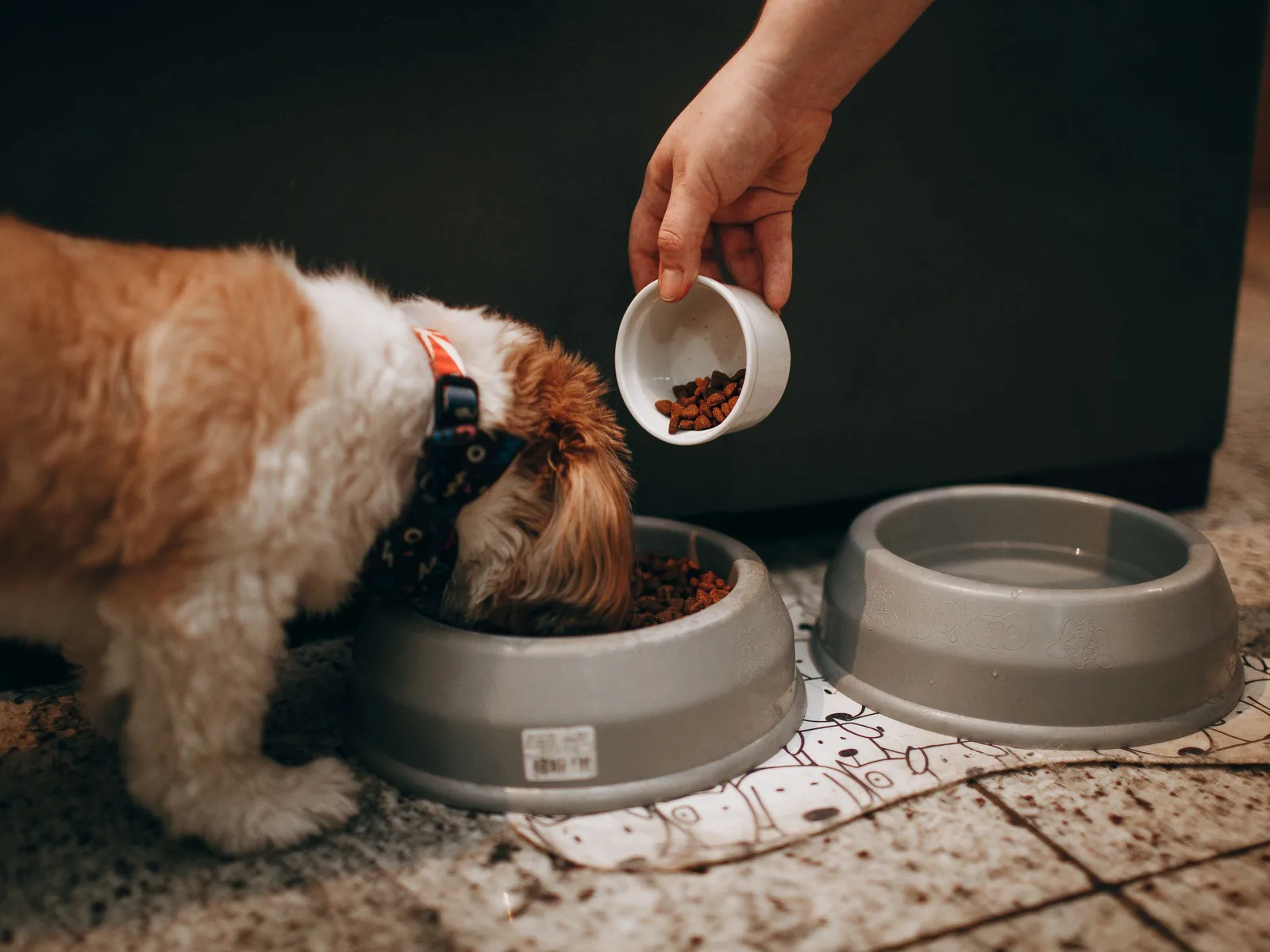 A measuring cup being tipped into a dog's bowl while the dog eats